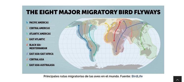 principales rutas migratorias de aves del mundo propuestos por Birdlife 2023 1
