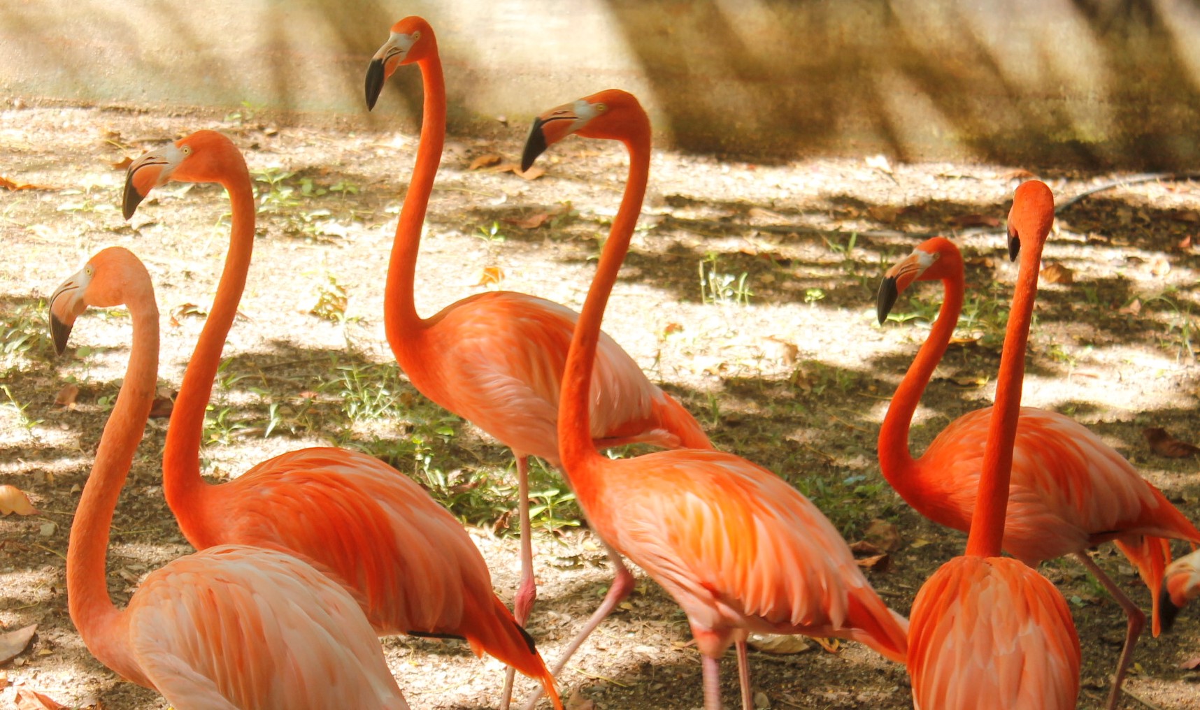 Foto5 Bienestar Animal Zoológico de Santiago de Cuba Flamencos