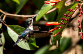 Conservar la flora y fauna, realidad en provincia central de Cuba