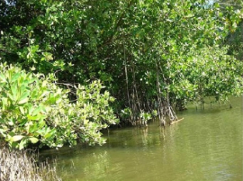 Defensa del ecosistema manglar, una batalla de cada día