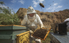 Fomentan en Santiago de Cuba la producción de miel ecológica