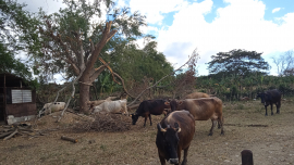 Convocan a ejercicio de control de la tierra y el ganado mayor en Santiago de Cuba