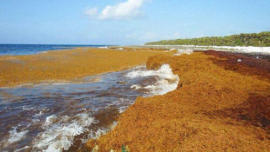 Masas de algas carmelitas avanzan por el mar Caribe