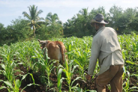 Presidente de Cuba rememoró firma de Ley de Reforma Agraria