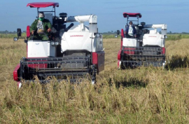 Agricultura pinareña promueve el cultivo de arroz no especializado