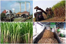 Potencia Cuba diversificación de su agroindustria azucarera