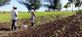 Celebración y compromiso para los agropecuarios de Santiago de  Cuba