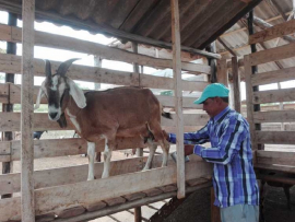 La leche de cabra: nutritivo importante en Guamá
