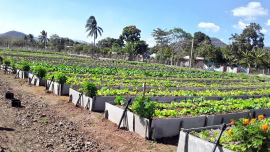 Evalúan de bien Programa de la Agricultura Urbana, Suburbana y Familiar