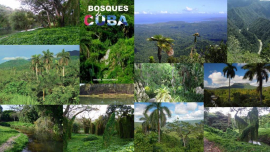 Cuba entre las islas con mayor nivel de plantas endémicas del planeta