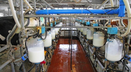 Productos lácteos hechos en Cuba, mayor calidad y variedad