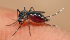 Cuba redobla en octubre vigilancia ante el dengue