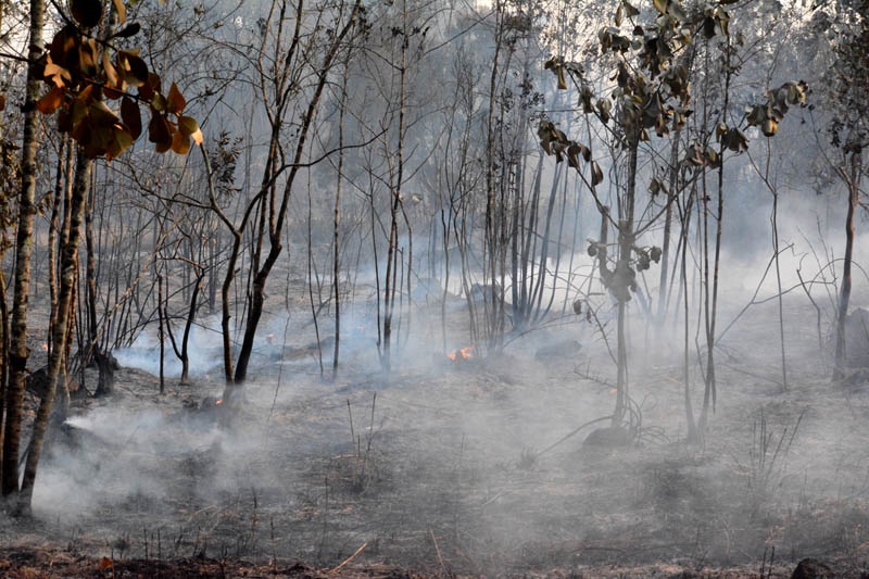 PINERES QUEMADOS