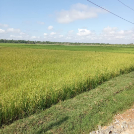 Mella por la soberanía alimentaria