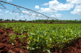 Es insuficiente la producción agropecuaria, pero también el control sobre las producciones