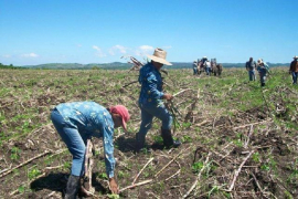 Priorizan campesinos sanluiseros incremento de rendimientos cañeros