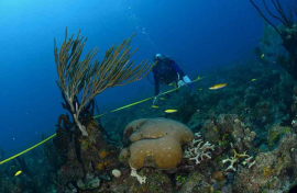 Descubren áreas de corales con gran vitalidad en costas de Cuba