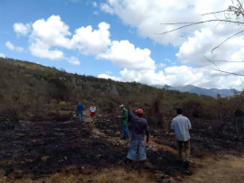 Una mirada a los efectos de los incendios en la naturaleza