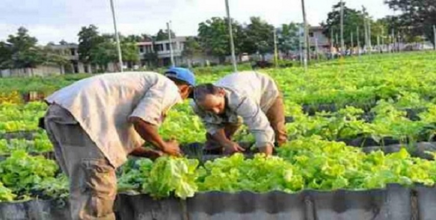 Provincia del centro de Cuba avanza en ofertas agrícolas