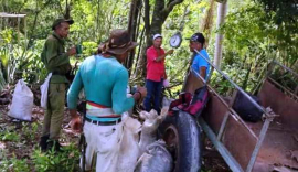 Se recoge café en macizos cafetaleros de San Luis