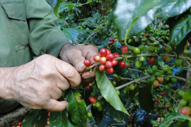 Santiago de Cuba supera las 140 mil latas de café en actual cosecha