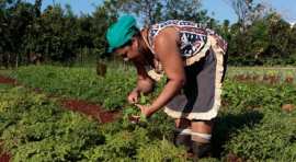 FAO promueve en Cuba labor agrícola de la mujer