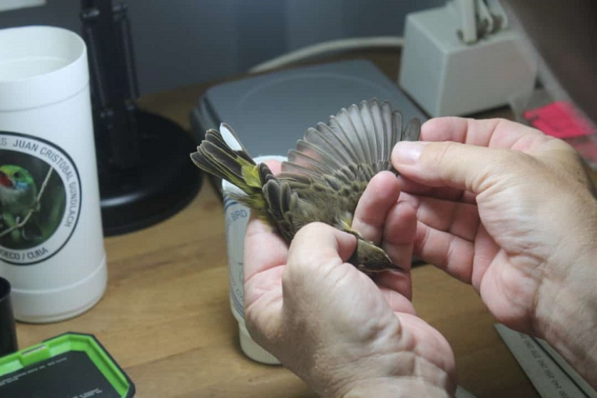 Concluye en Santiago de Cuba curso de anillamiento de aves