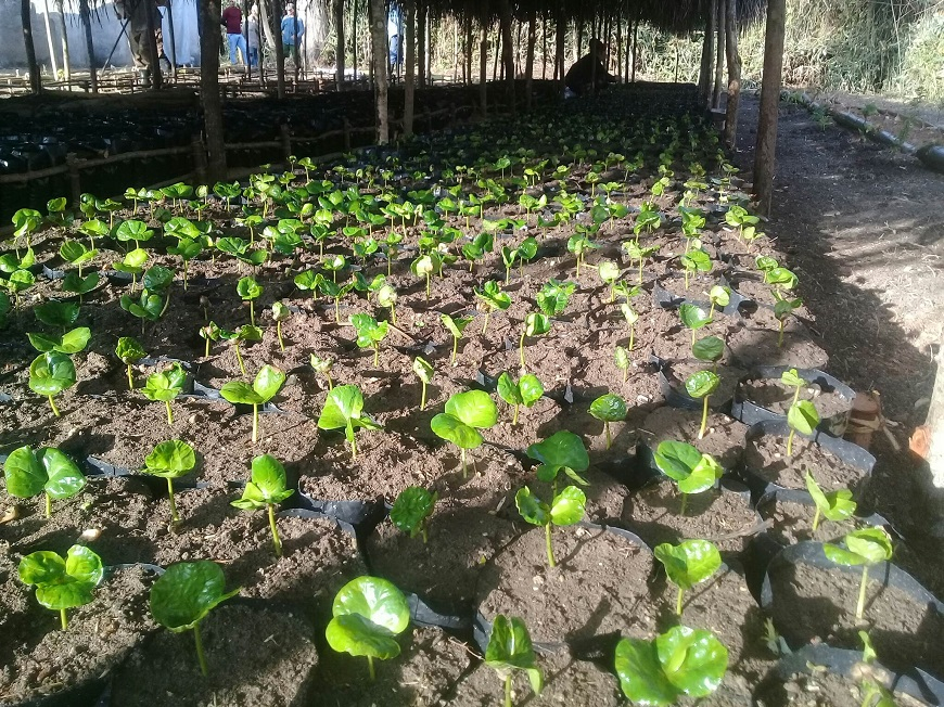 Intercambian especialistas del cultivo del café en Santiago de Cuba