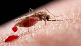 Dengue en Cuba: Cómo se comporta hasta la fecha y claves para su control