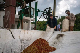 Potencian distribución de insumos para la cosecha cafetalera