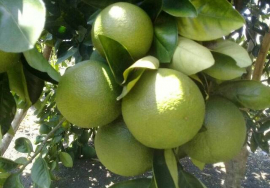 Producir alimentos, prioridad en la unidad campesina Antonio Maceo de San Luis