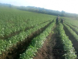 Priorizan en San Luis acciones de conservación de los suelos