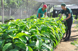 Proyectos de colaboración internacional apoyan producción cafetalera en San Luis
