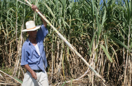 Trabajan en San Luis para asegurar la producción cañera