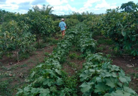 Notable aporte de trabajadores sanluiseros vinculados a la producción de alimentos
