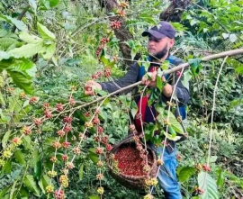 Inició la cosecha cafetalera en Santiago de Cuba