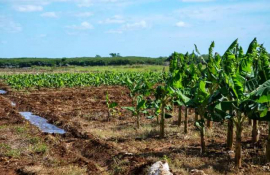 Impulsan estrategia para transformar empresa agroindustrial en Songo-La Maya