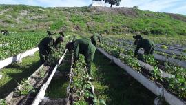 Defender Cuba desde la producción de alimentos