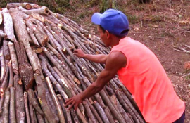 Impulsan producción de carbón vegetal para la exportación