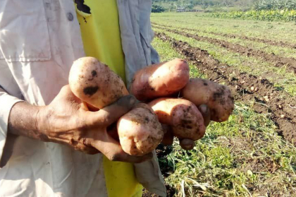 Campesinos santiagueros incursionan en siembra de papas