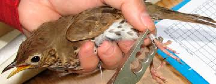 Inicia curso internacional sobre anillamiento de aves en Santiago de Cuba