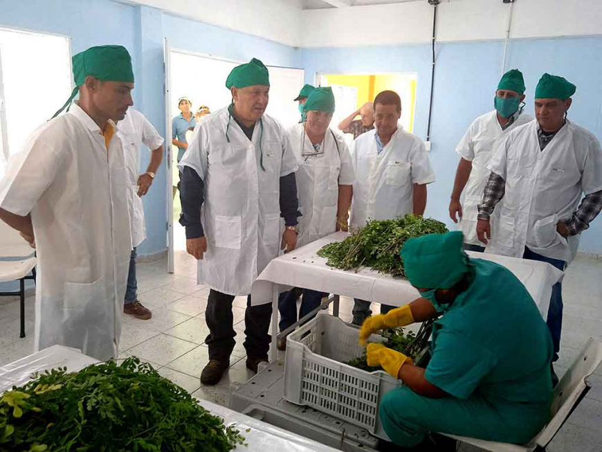 Lista para producir planta procesadora de polvo de moringa en Cuba