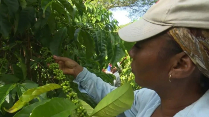 Prodecafé: una puerta abierta a las mujeres rurales en Santiago de Cuba