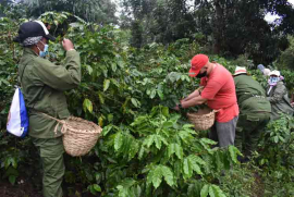Santiago de Cuba aportará cerca de 4000 toneladas de café al plan nacional
