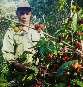 Fuerzas armadas aportan a la cosecha cafetalera