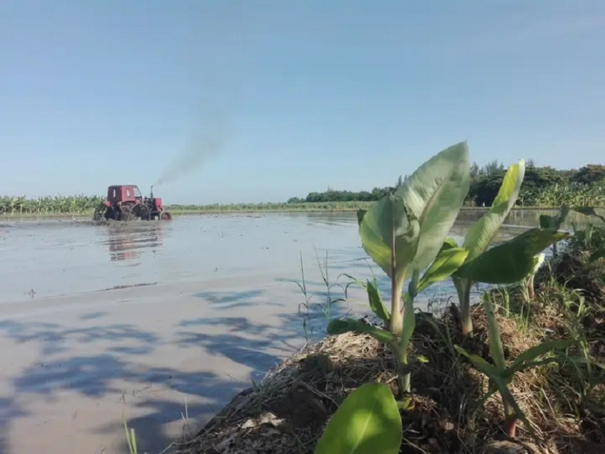 “El Triunfo” del arroz y otros cultivos en una finca del municipio de Mella