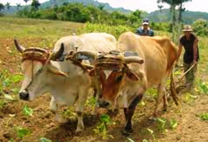 Uso de transporte con soporte animal, alternativa en el campo sanluisero