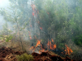Incendios forestales alertan sobre impacto y desafíos de la sequía en Cuba