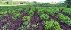 Contratación de producciones agropecuarias: de la tierra a la mesa de los songomayenses