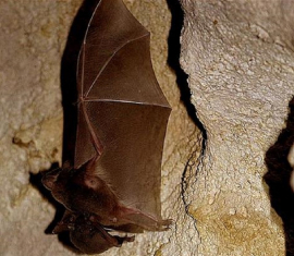 Provincia central de Cuba con numerosas especies de murciélagos